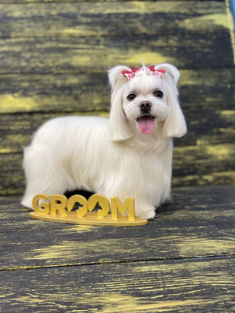 СТРИЖКА МАЛЬТЕЗЕ 🐕 от 1660 ₽ | Салон Groom Красноярск